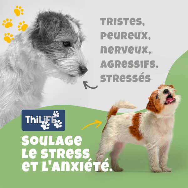 Huile de chanvre Thilife soulageant tristesse, peur, nervosité, agressivité et stress chez les chiens.