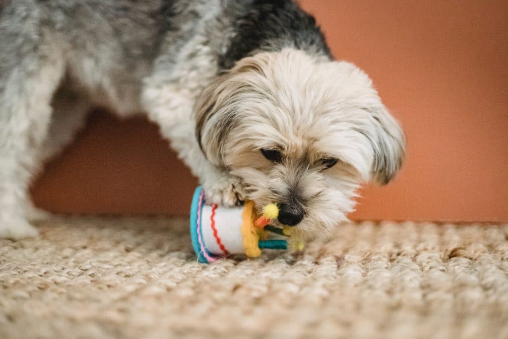 3 Jouets interactifs pour chien: Comment stimuler esprit et énergie/jouet interactif
