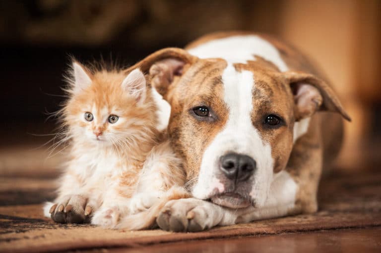 chiens et chats stréssés nous avons la solution !