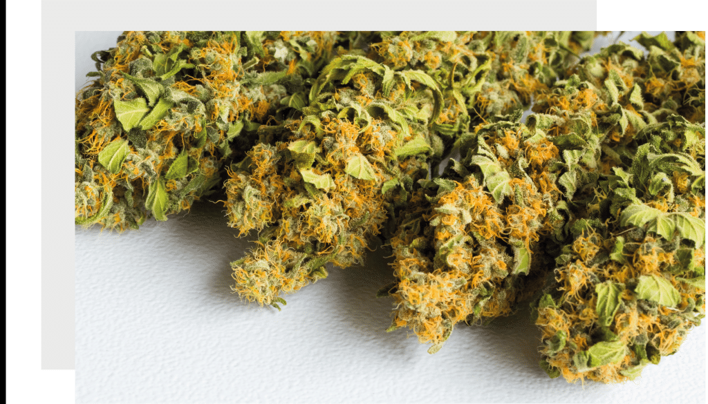 Fleurs séchées de chanvre riches en terpènes et cannabinoïdes, disposées sur une surface claire