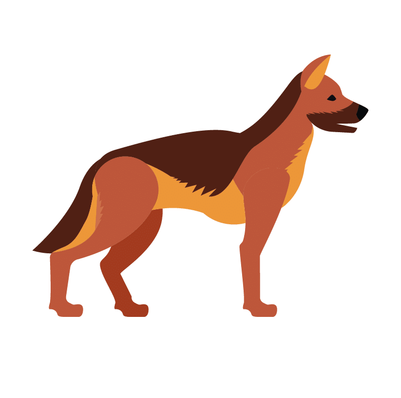 Illustration d'un berger allemand debout, attentif