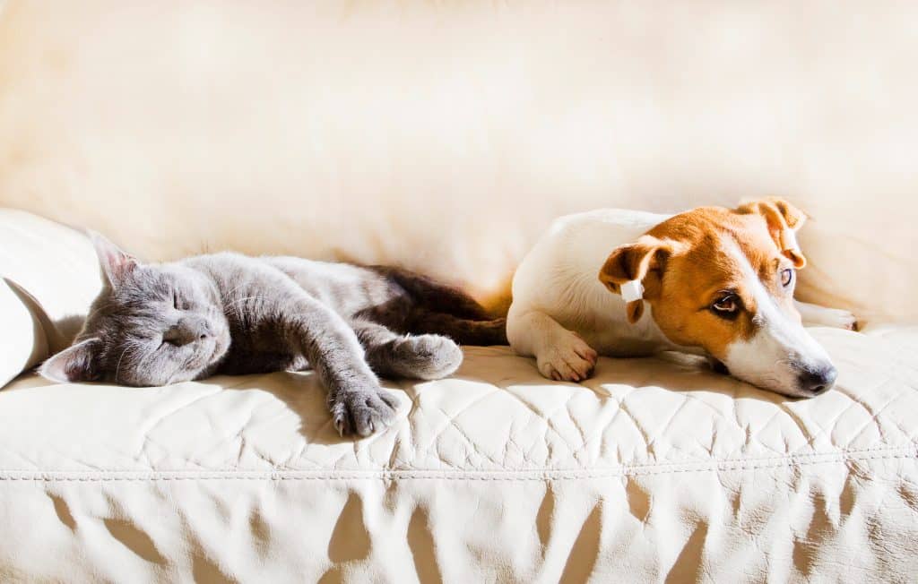Un chat gris et un chien Jack Russell reposant ensemble sur un canapé beige