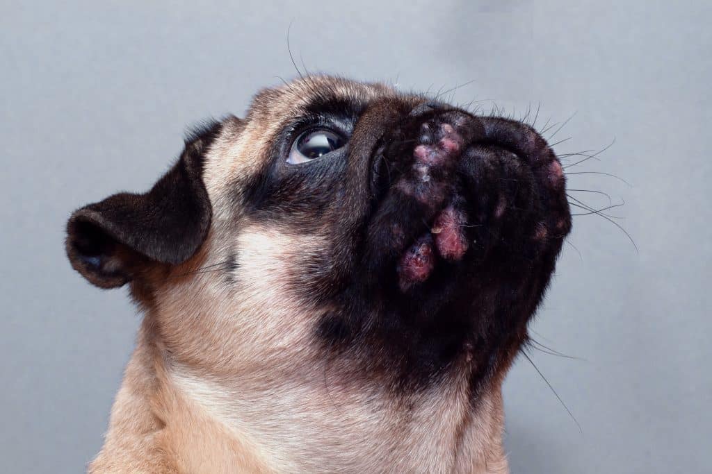 Portrait d'un chien avec des irritations cutanées visibles sur le visage