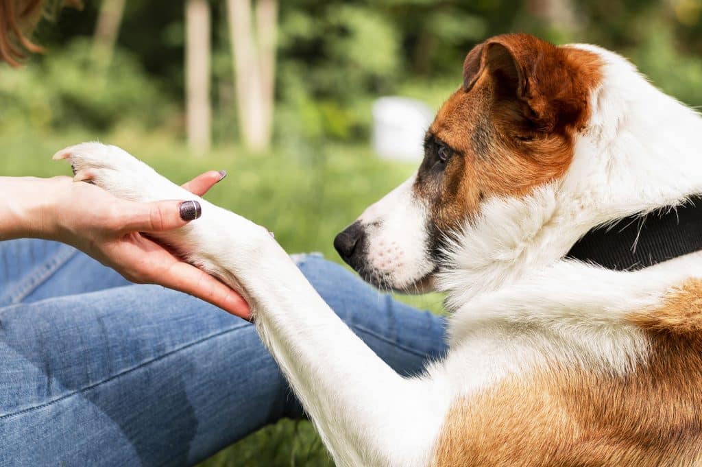 Un chien donne sa patte à une personne assise dans l'herbe