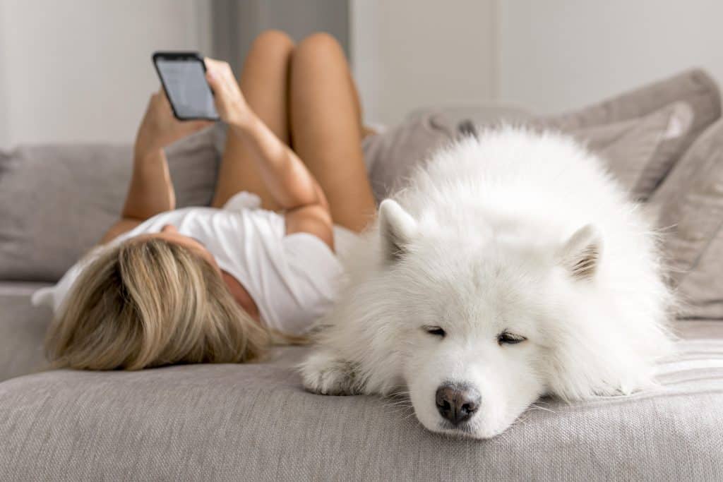 Un chien blanc relaxé sur un canapé, avec une personne lisant sur son téléphone à l'arrière-plan