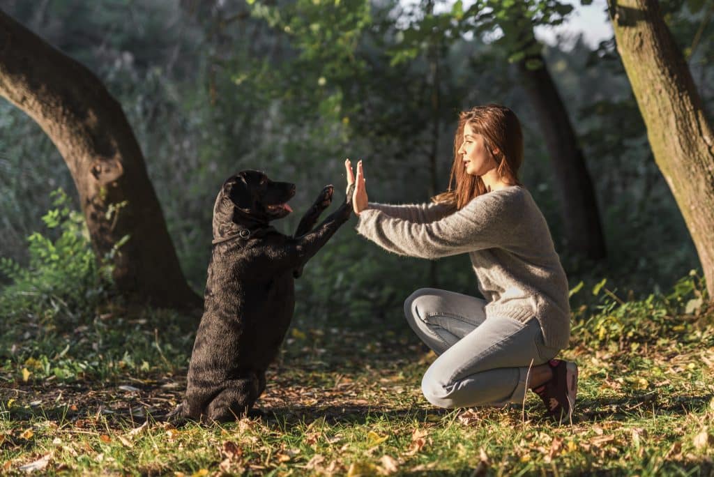 Une femme jouant avec un labrador noir dans une forêt ensoleillée
