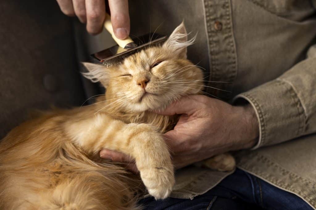 Un chat roux se fait brosser délicatement par son propriétaire, les yeux mi-clos, exprimant un moment de détente