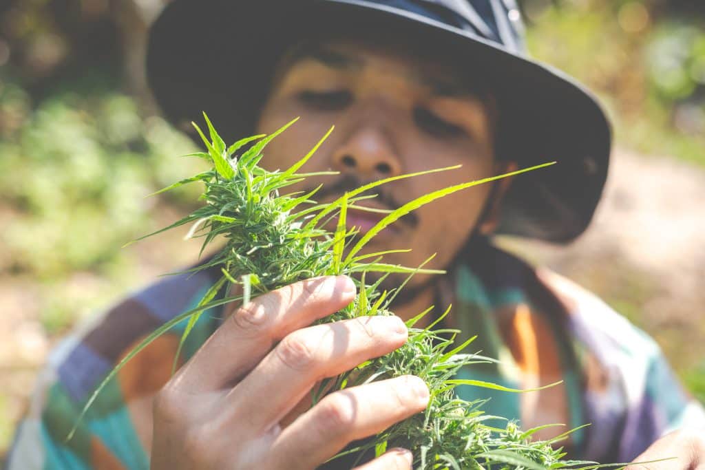 Agriculteur observant une plante de chanvre dans un champ
