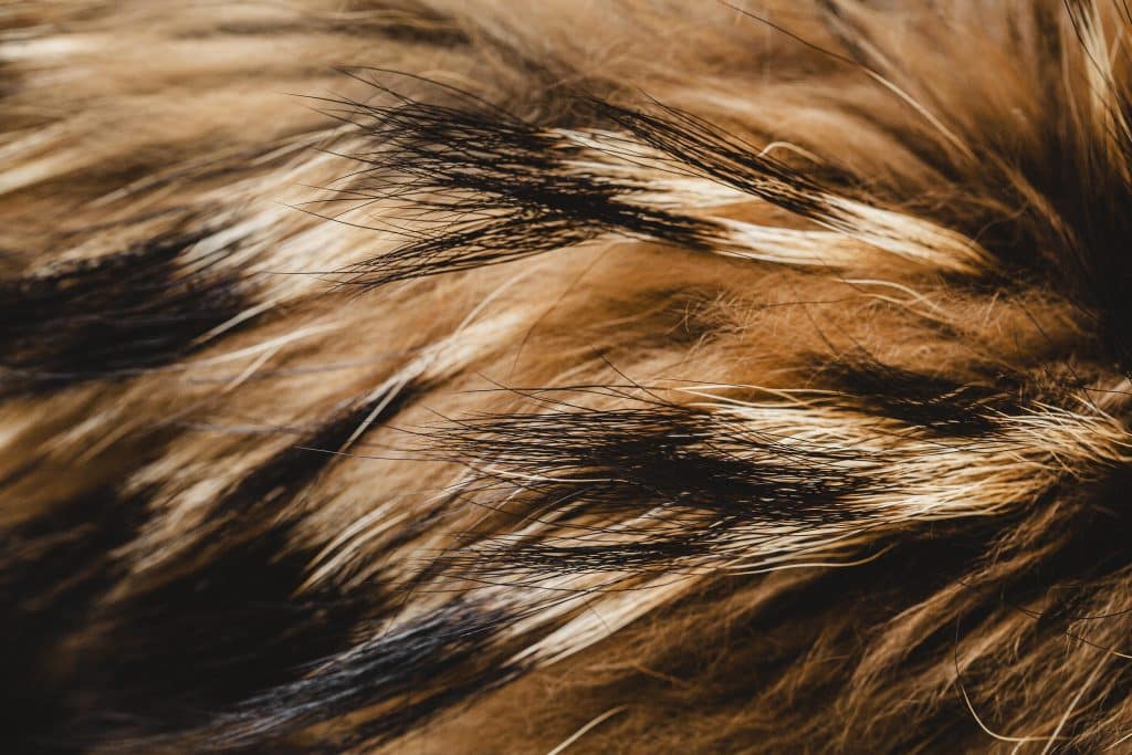 Gros plan d'un pelage animal brillant et sain