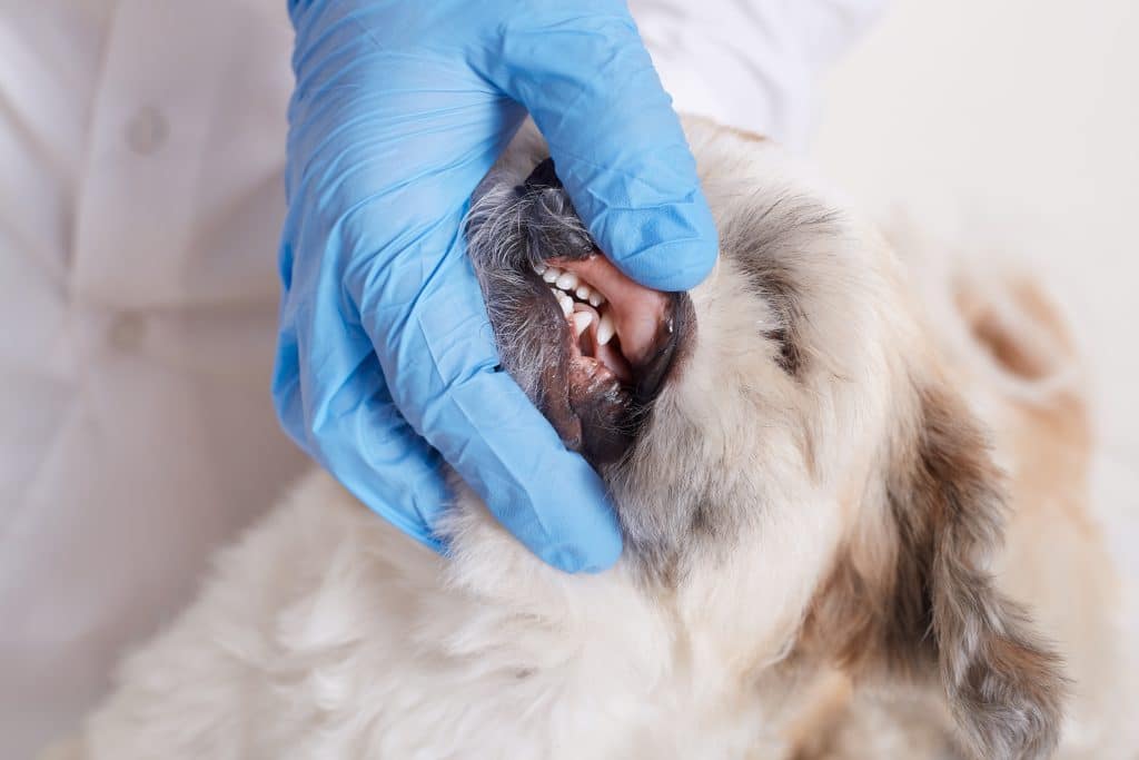 Examen dentaire d'un chien réalisé par un professionnel portant des gants