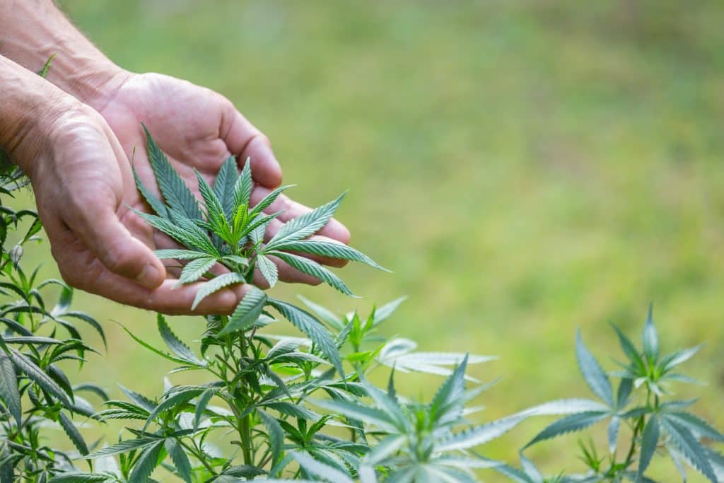 Des mains tenant délicatement des feuilles de chanvre dans un champ verdoyant