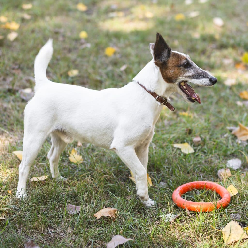 Un chien Jack Russell Terrier debout sur l'herbe, à côté d'un jouet en forme d'anneau orange, prêt à jouer
