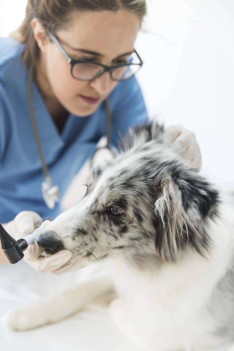 Une vétérinaire examine un chien blanc et gris avec un stéthoscope, démontrant une consultation attentive et professionnelle