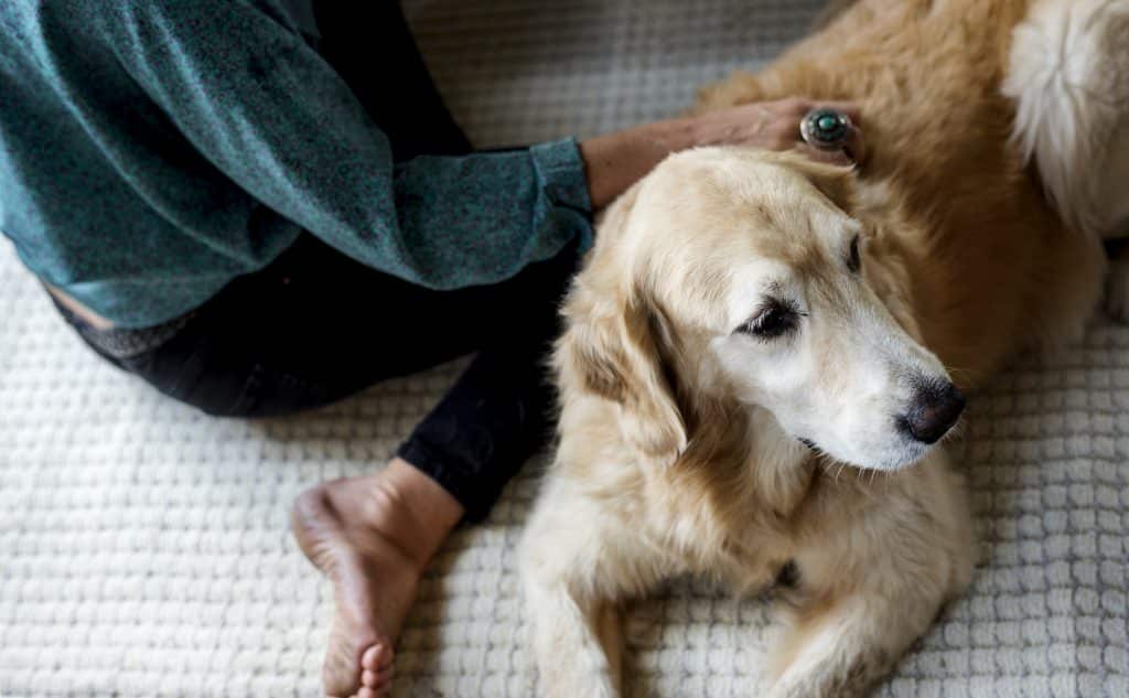 Un chien golden retriever reçoit une séance de soins relaxants avec une personne assise à ses côtés