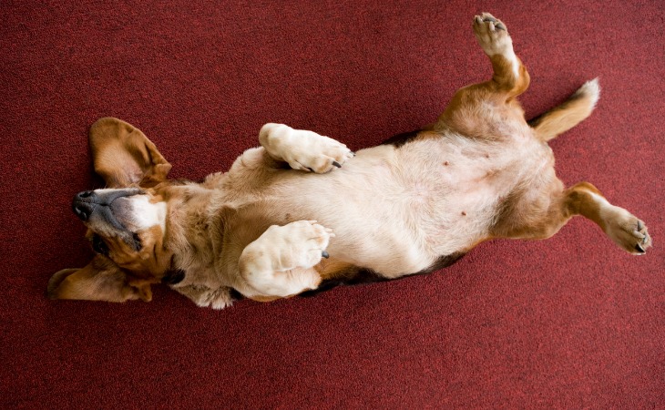 Chien heureux