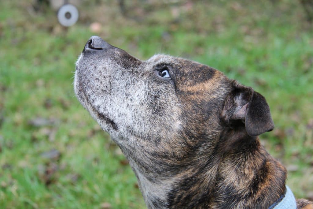 Chien tigré au regard tourné vers le ciel, exprimant une attention particulière
