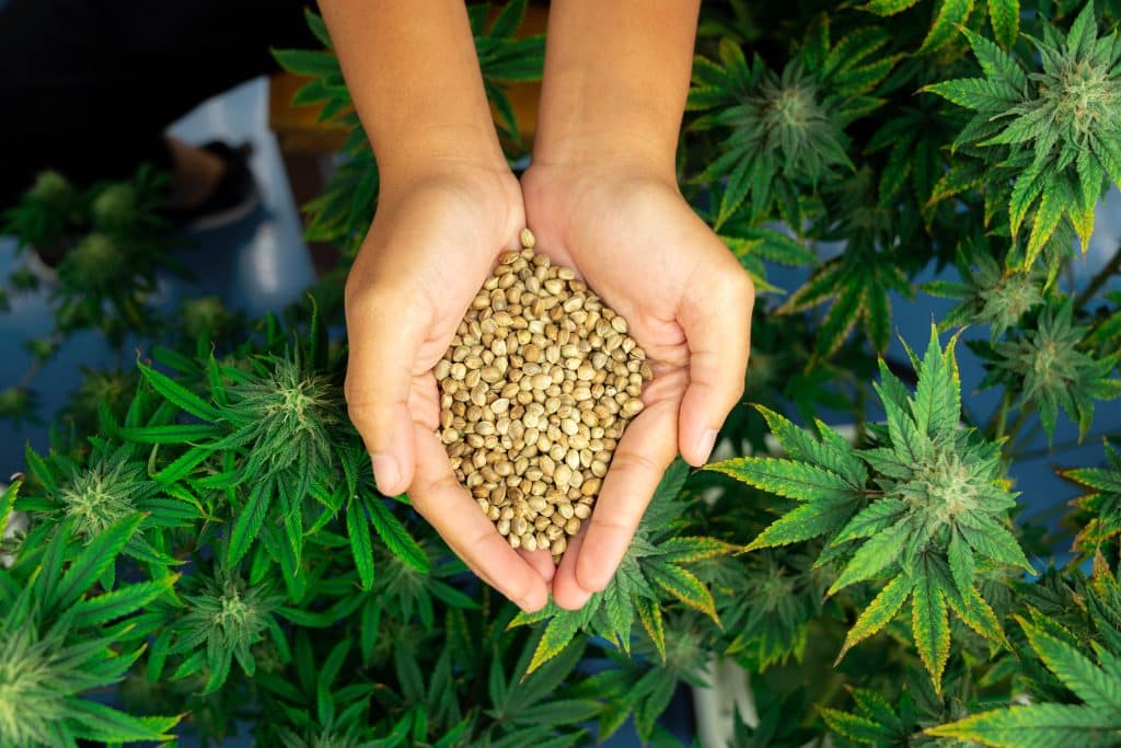 Des mains tenant des graines de chanvre au-dessus de plantes de chanvre