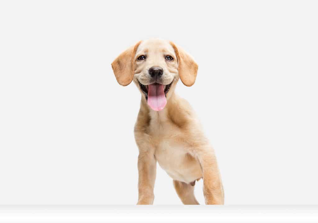 Chiot heureux au pelage clair souriant devant un fond blanc