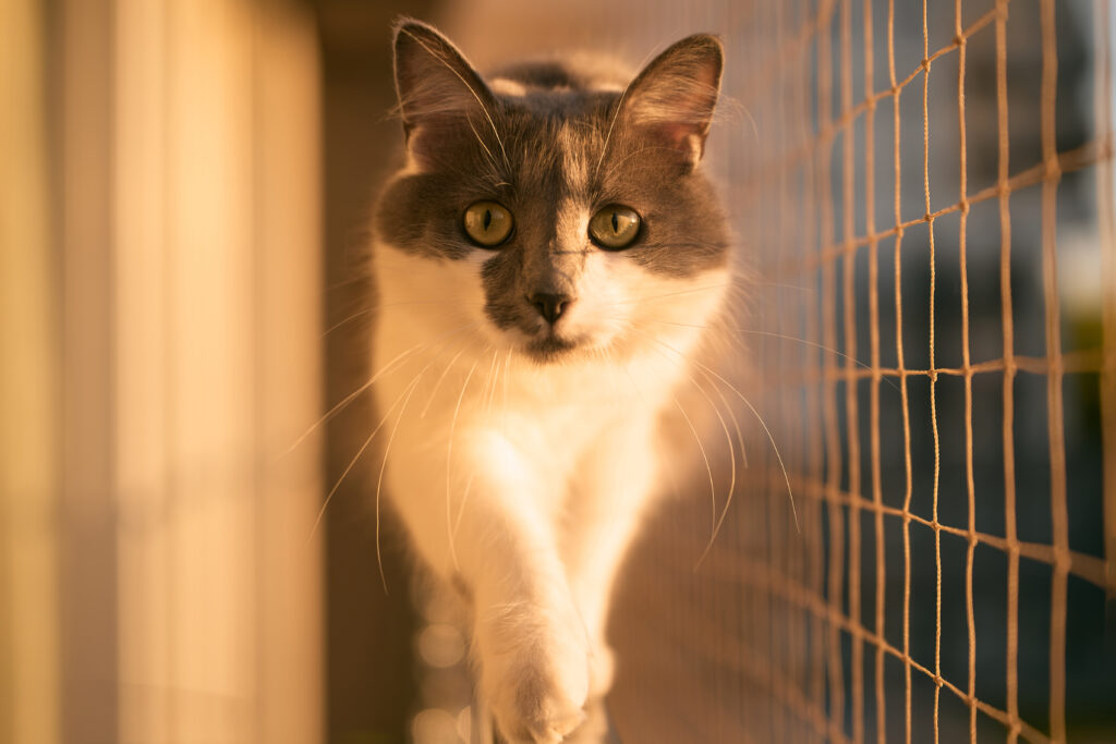 Un chat marchant sur un balcon sécurisé au coucher du soleil