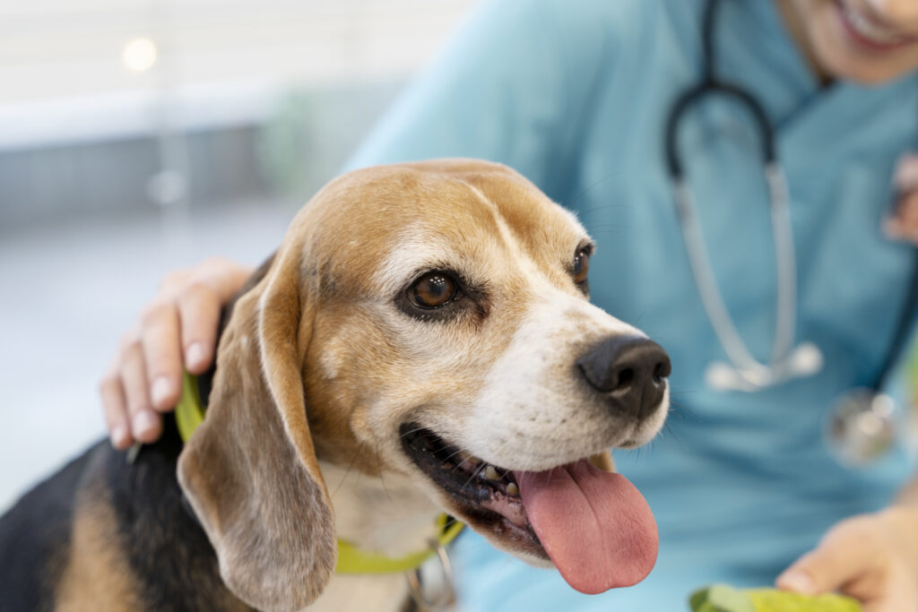 Un chien heureux en consultation vétérinaire