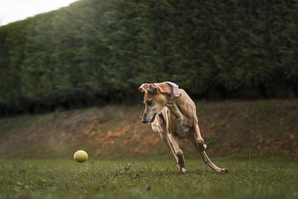 Chien courant dans un jardin pour attraper une balle jaune