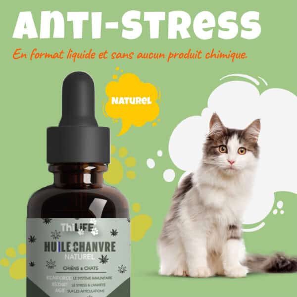 Huile de chanvre Thilife naturelle et anti-stress pour chiens et chats, présentée avec un chat calme et détendu