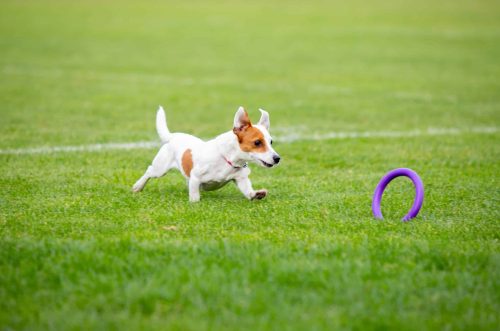 Un chien Jack Russell jouant avec un jouet violet dans un champ