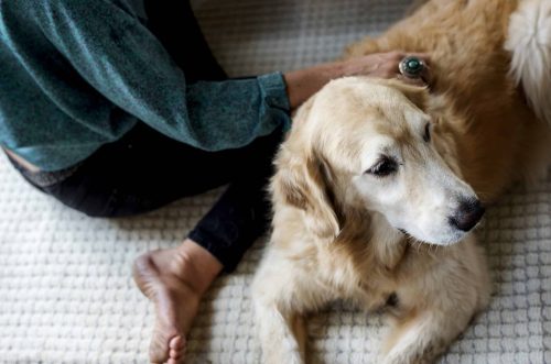 Un chien golden retriever reçoit une séance de soins relaxants avec une personne assise à ses côtés